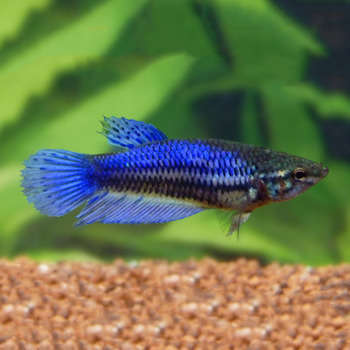 Poisson Betta Splendens : femelle