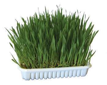 Herbe à ronger pour rongeur - 100 g