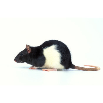 Rat : bicolor