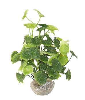 Plante artificielle : Hydrocolyte, 19cm