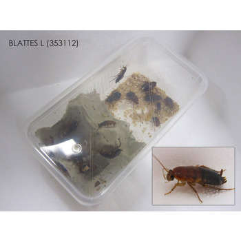 Blattes pour reptiles: taille l - 10pces