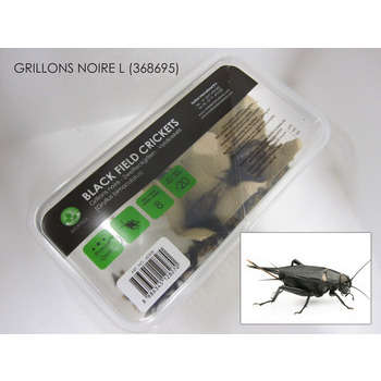 Grillons noirs pour reptiles:taille L 20 pces