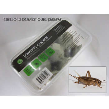 Grillons alimentation reptiles: 70/80pces
