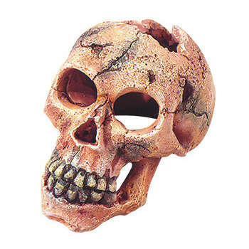Décoration d'aquarium, Skull taille S - L. 11xl. 7