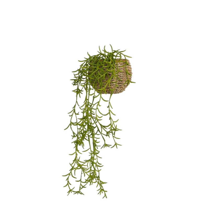 Rhipsalis en panier à suspendre H. 14xD. 14cm vert