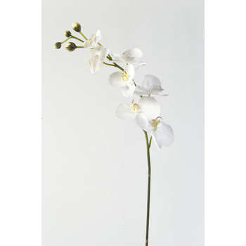 Tige orchidée ramifiée, crème