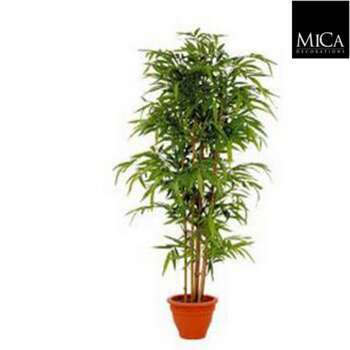 Bambou en pot : vert, d29 H 180 cm