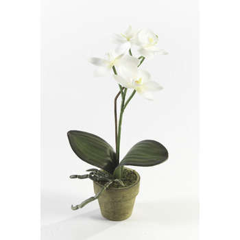 Orchidée mini en pot : crème, h. 25 cm
