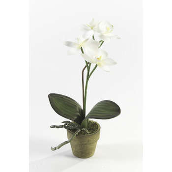 Orchidée mini, crème H. 25 cm, en pot