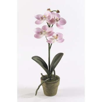 Orchidée mini en pot : rose, h. 25 cm