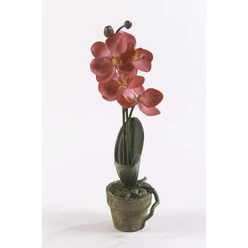 Orchidée mini, lilas foncé H. 25 cm, en pot