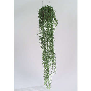Senecon grand H. 70 cm, en pot