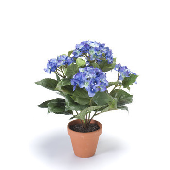 Hydrangea x7, dans pot terra cotta bleu foncé