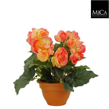Bégonia en pot : saumon, h.25cm