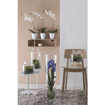 Orchidée, blanc H. 64 cm, dans pot Ø 11 cm