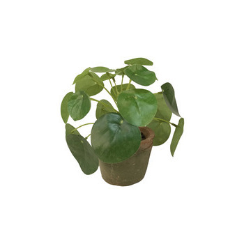 Pot Pilea mini Bush 13cm