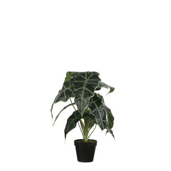 Pot alocasia artificiel H.50 cm