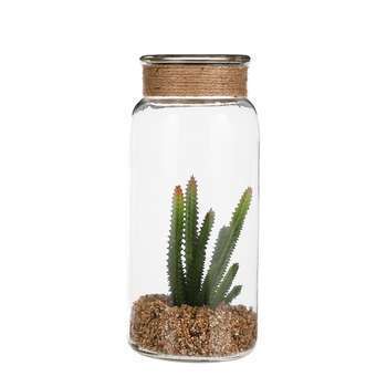 Succulente verre H. 24. 5xD. 11cm