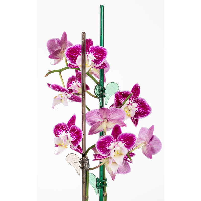 Stick Orchidée Clear platin gris transparent