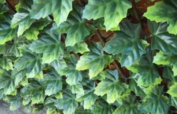 Treillis feuilles d'érable 180 x 90 cm