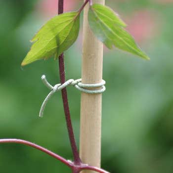 Lien rugueux pour attacher les plantes