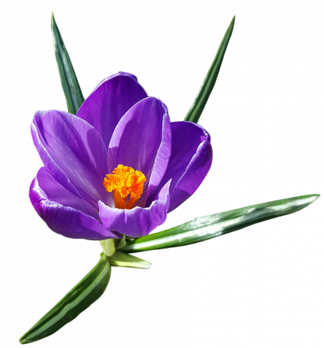 crocus-g2198fb278_1920.png